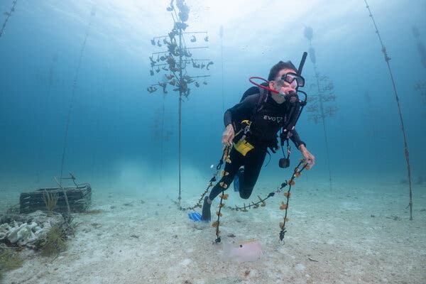 A diver in a black scuba suit moving along a sandy section of seafloor. He has a rope in each hand, and each rope has dozens of coral cuttings attached. 